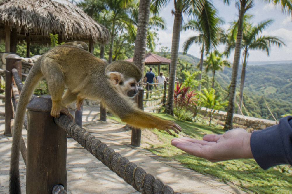 Squirrel monkey reaching from a rope rail toward a visitor's open empty palm, dappled light behind.