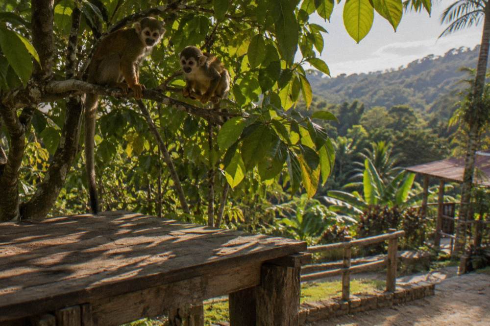 Two squirrel monkeys sit on a guava branch above an empty wooden feeding platform in dense green canopy.