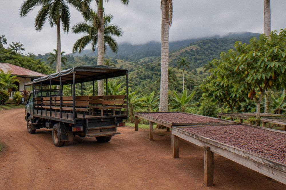 Open air safari truck with wooden benches parked on a red dirt track beneath palms and cacao racks.