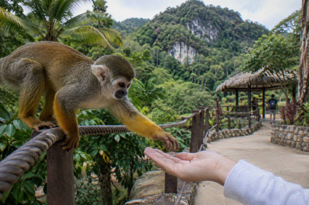 Squirrel monkey leaning from a rope rail toward a visitor's open palm, dense forest hills behind.