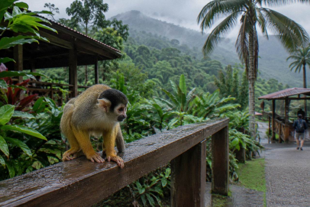 Squirrel monkey hunched on a damp wooden rail with raindrops, dense jungle and misty ridges behind.