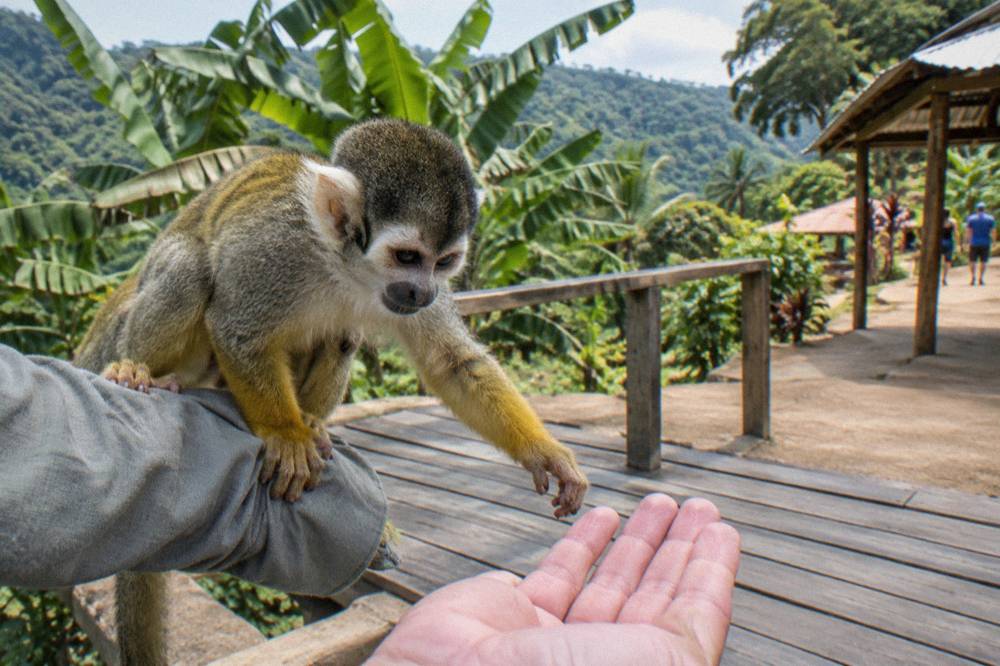 Squirrel monkey gripping a visitor's arm and reaching for an open palm at a wooden feeding platform.