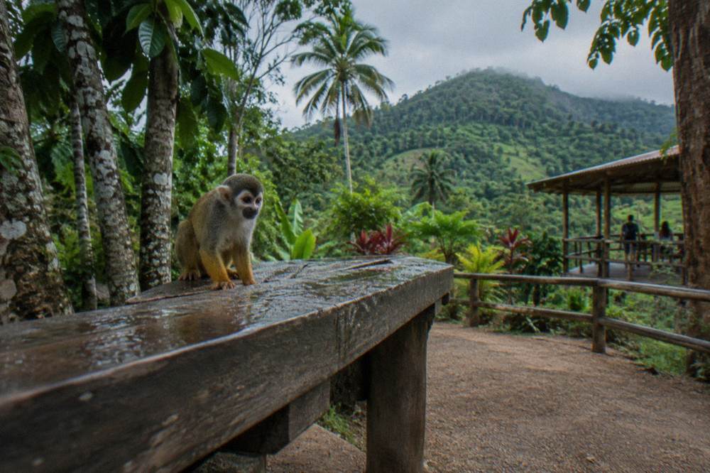 Squirrel monkey perched on a rough timber bench with rain beading the wood, green canopy behind.