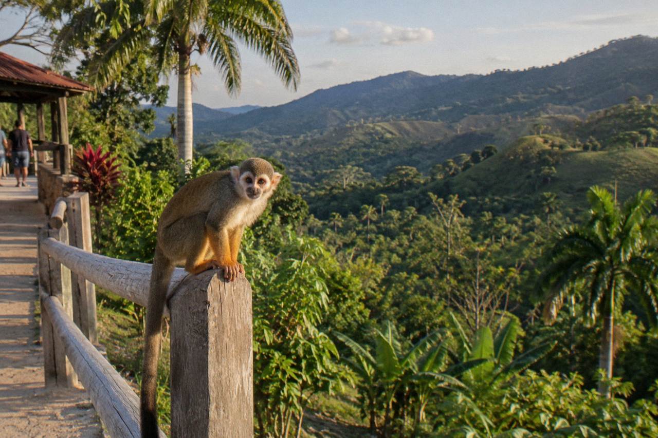 Squirrel monkey crouched at the end of a weathered wooden rail, tropical canopy and ridges behind.