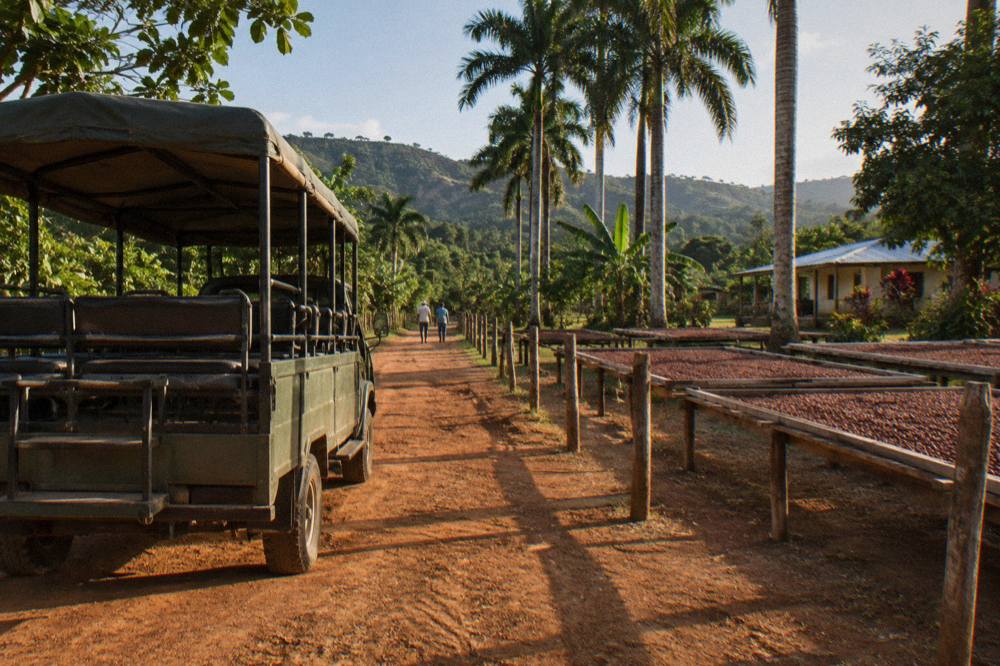 Open safari truck parked on a red dirt track lined with palms and cacao drying racks.