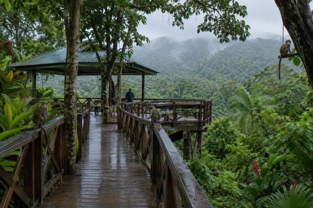 Raised timber walkway under tall jungle trees with rain dripping and misty green ridges beyond.