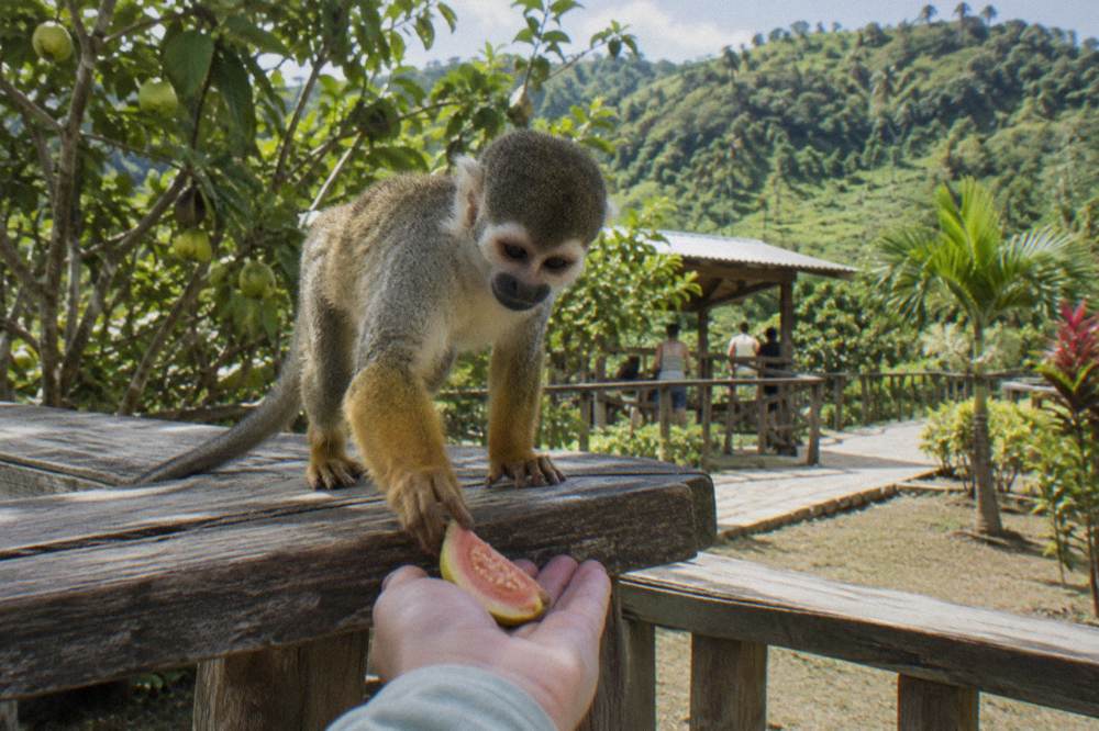 Squirrel monkey taking a guava slice from a visitor's open palm at a wooden feeding platform.