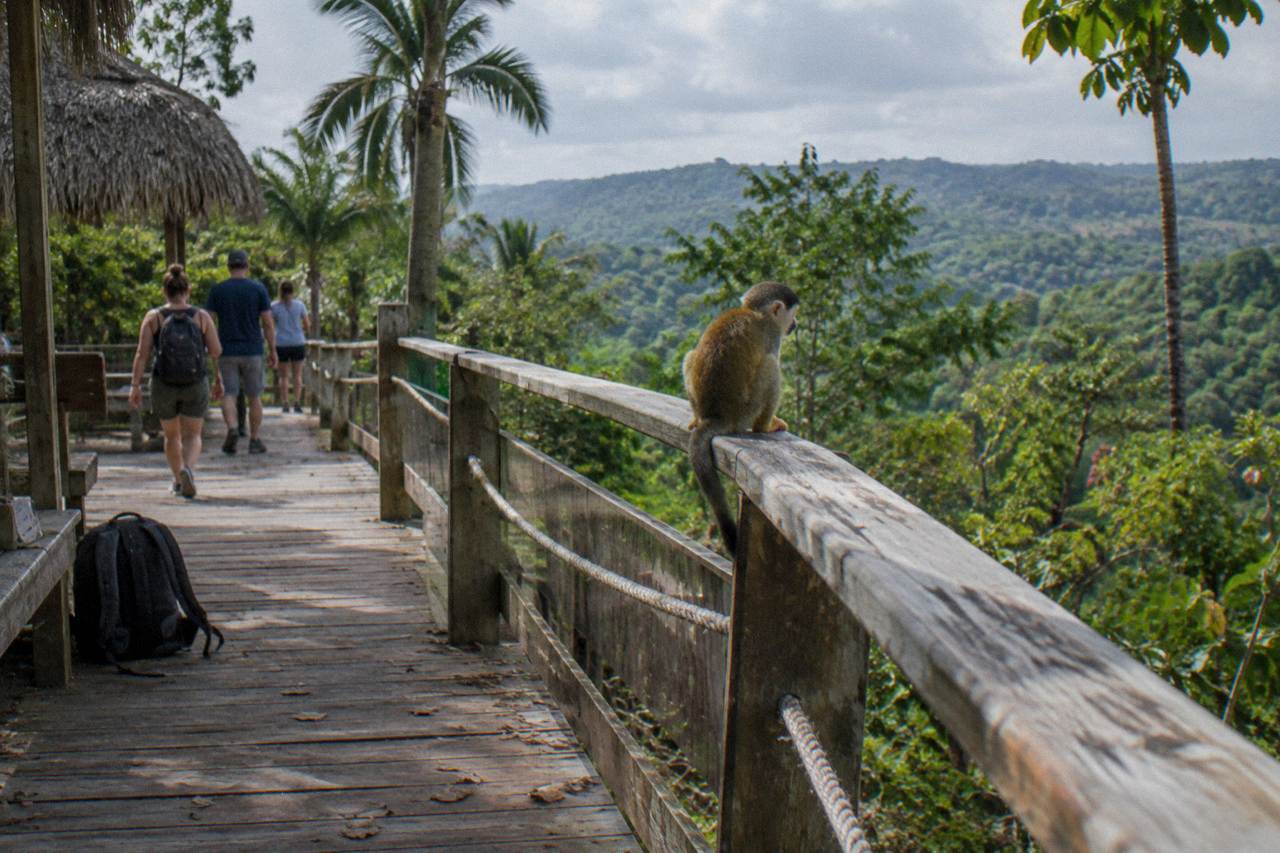 Squirrel monkey sitting on a wooden walkway rail at golden hour with green forested hills behind.
