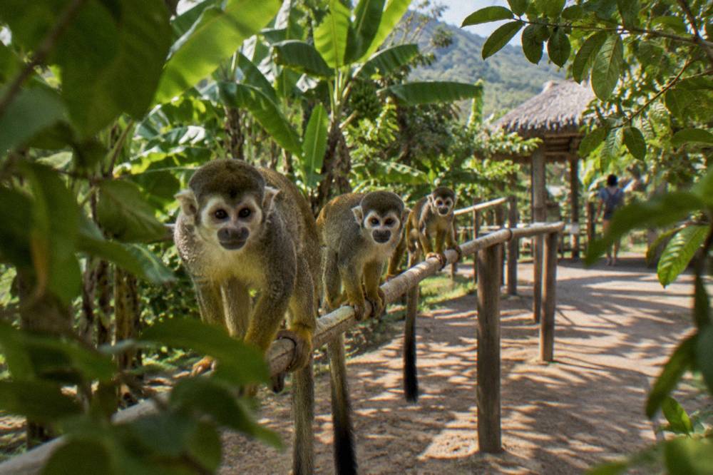 Three squirrel monkeys lined along a rope rail with banana and guava foliage behind them.