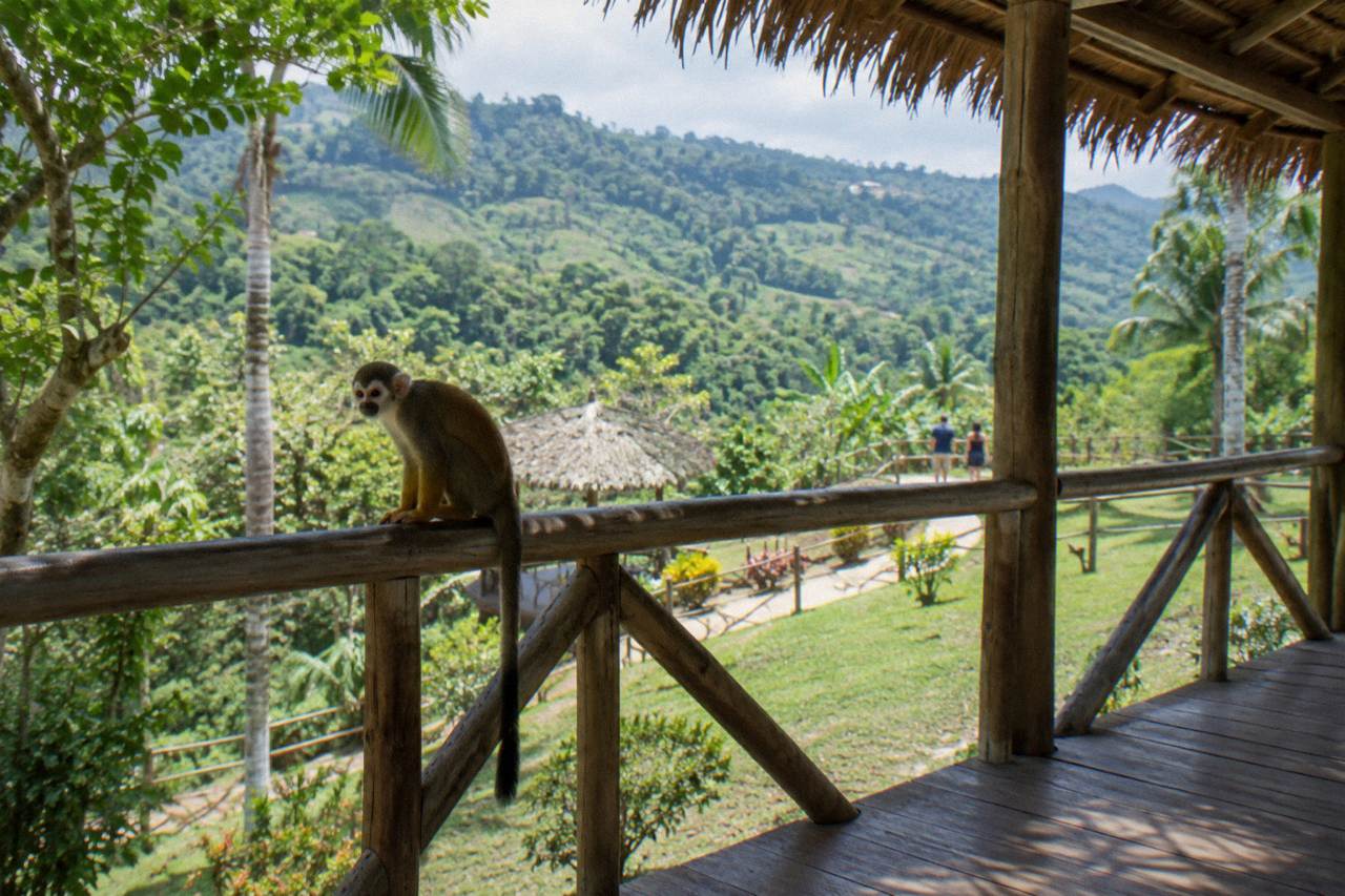 Squirrel monkey perched on the rail of a shaded wooden feeding platform in dense forest hills.