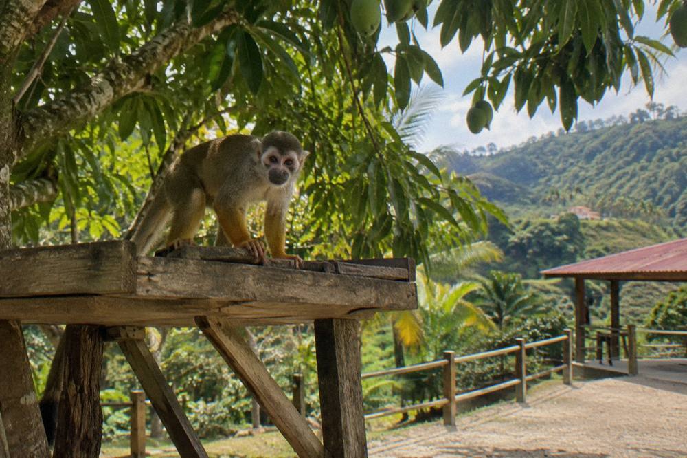 Squirrel monkey on a weathered wooden feeding platform seen through mango leaves overhead.