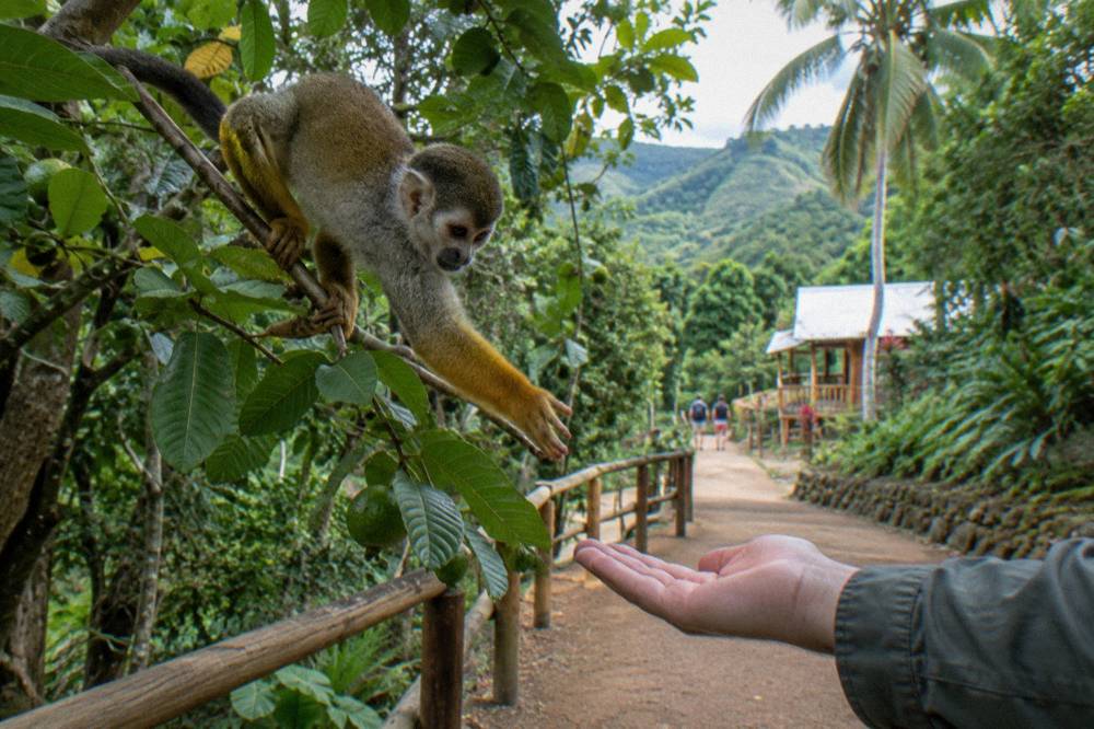 Squirrel monkey on a guava branch reaching toward a person's open hand in dense forest.