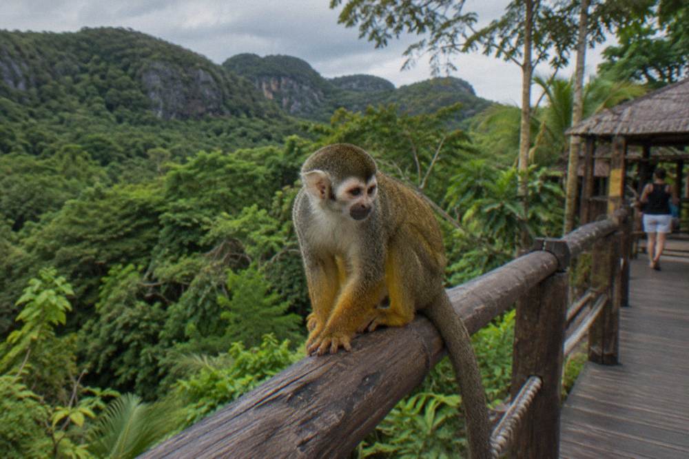 Squirrel monkey sitting on a rope rail along a shaded wooden walkway with forested hills behind.