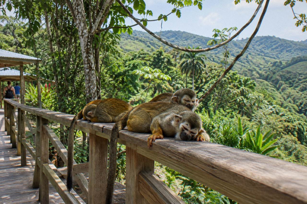 Three squirrel monkeys resting together on a wooden walkway rail under dense forest canopy.