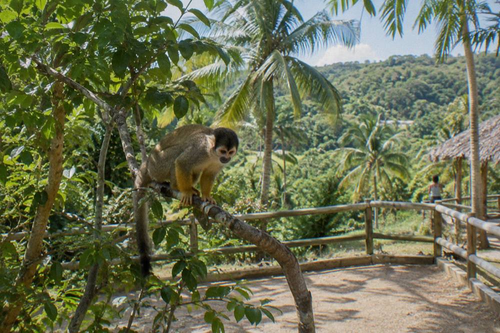 Squirrel monkey hunched on a low branch inside a leafy enclosure with green hills behind.
