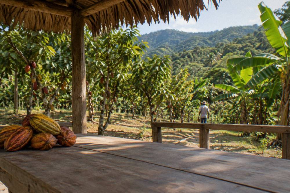 Bare wooden table under a thatched canopy with cacao trees and banana plants behind it.