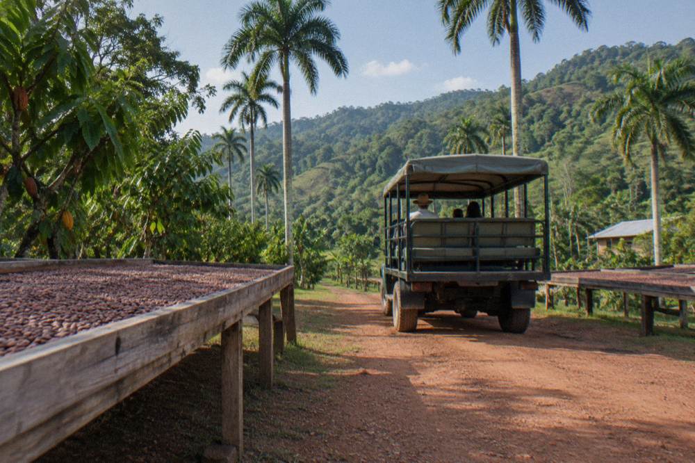 Open air safari truck parked on a red dirt track between green ridges with royal palms and cacao racks.