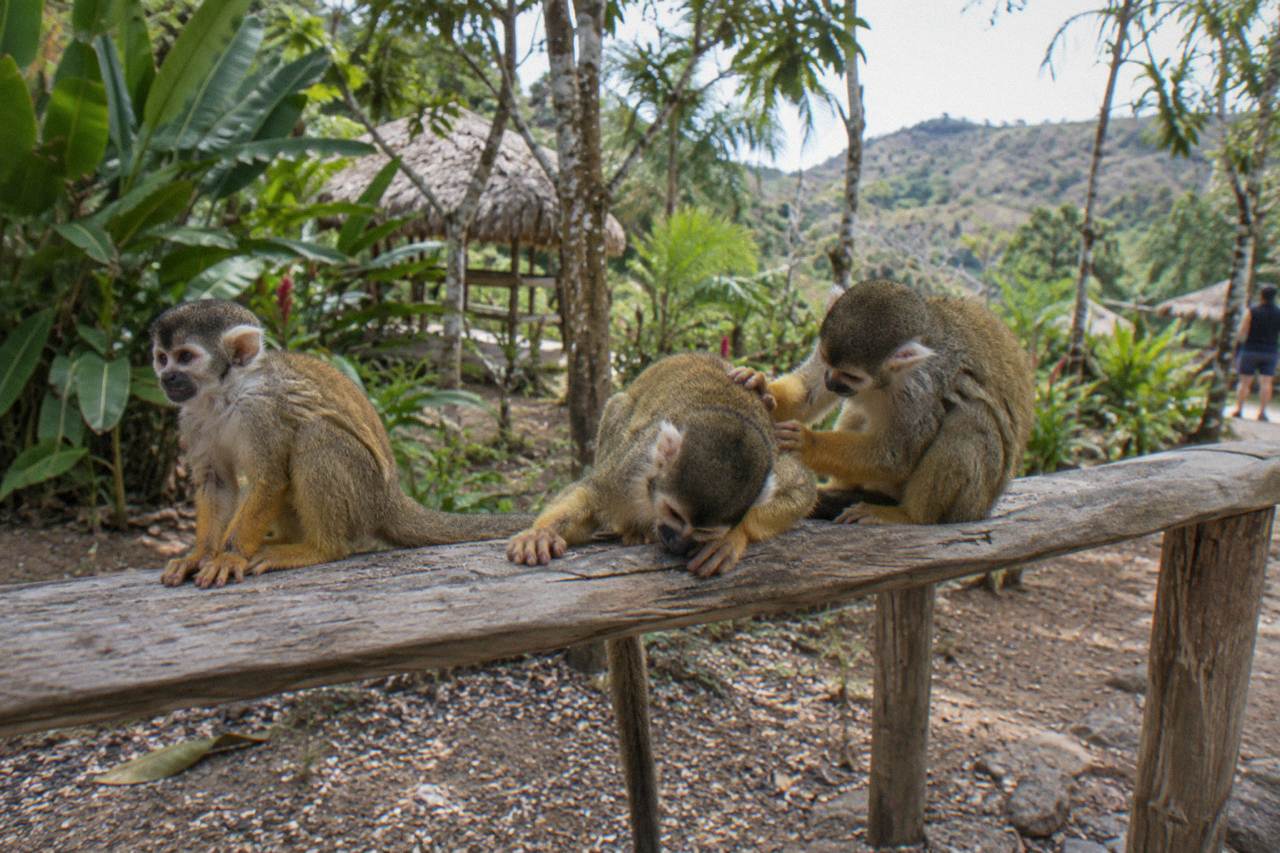Small monkeys perched on a tree limb in a lush green sanctuary setting with tropical plants and sunlight