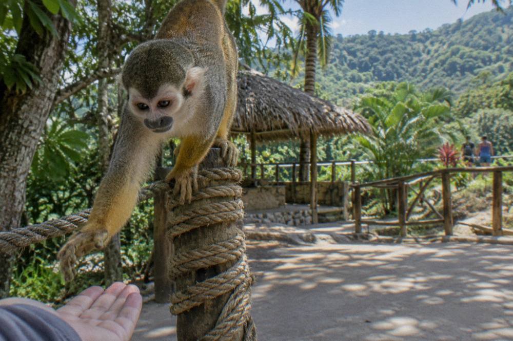 Squirrel monkey leaning off a rope wrapped post toward an open palm, dense green canopy behind.