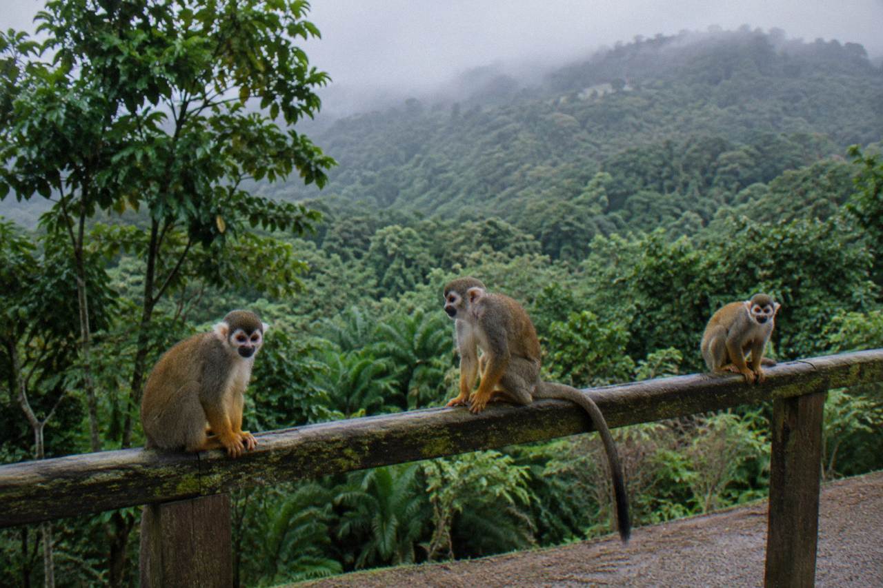 Three squirrel monkeys perch on a moss edged wooden rail in a misty rain washed forest hillside.