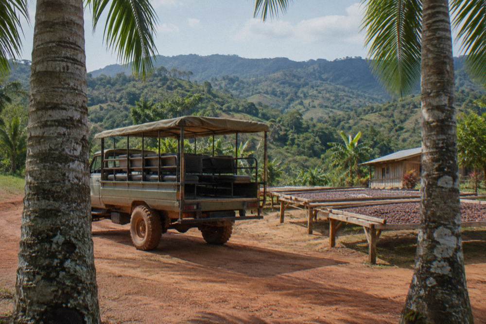 Open air safari truck on a red dirt track seen between two tall royal palms, forested hills behind.