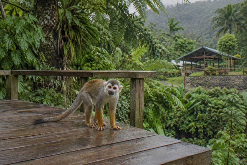 Squirrel monkey standing alert on a bare timber platform with dripping ferns and dense forest behind.