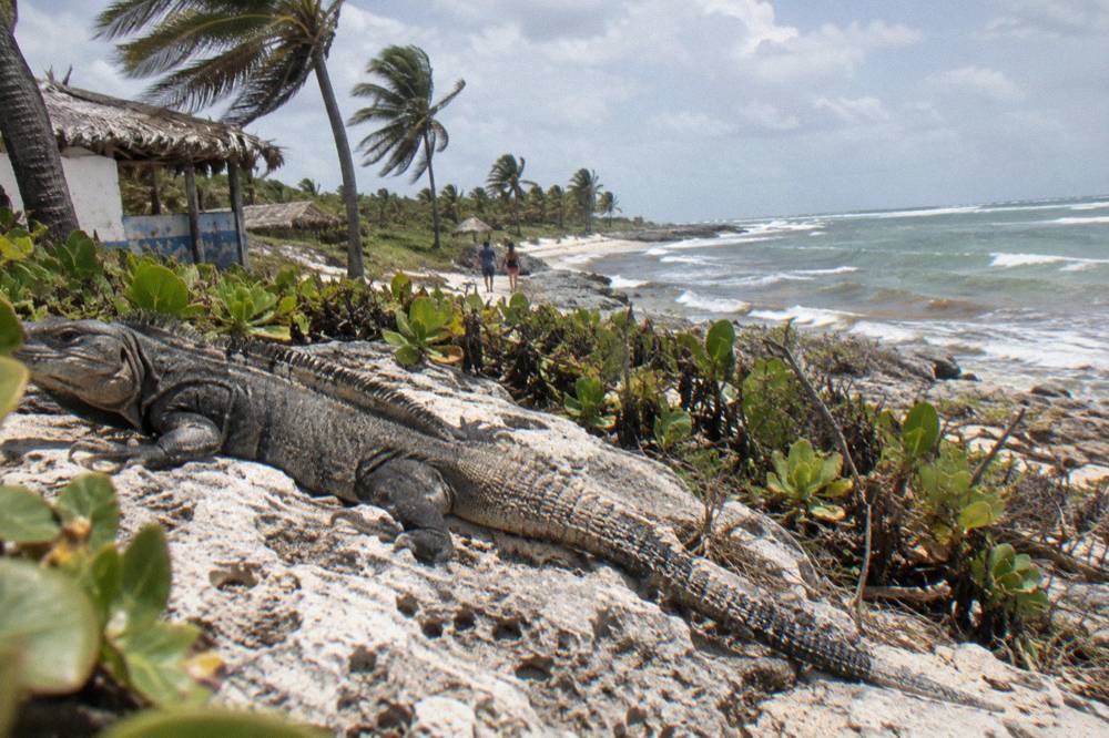 A rhinoceros iguana resting on rocks in dry coastal scrub