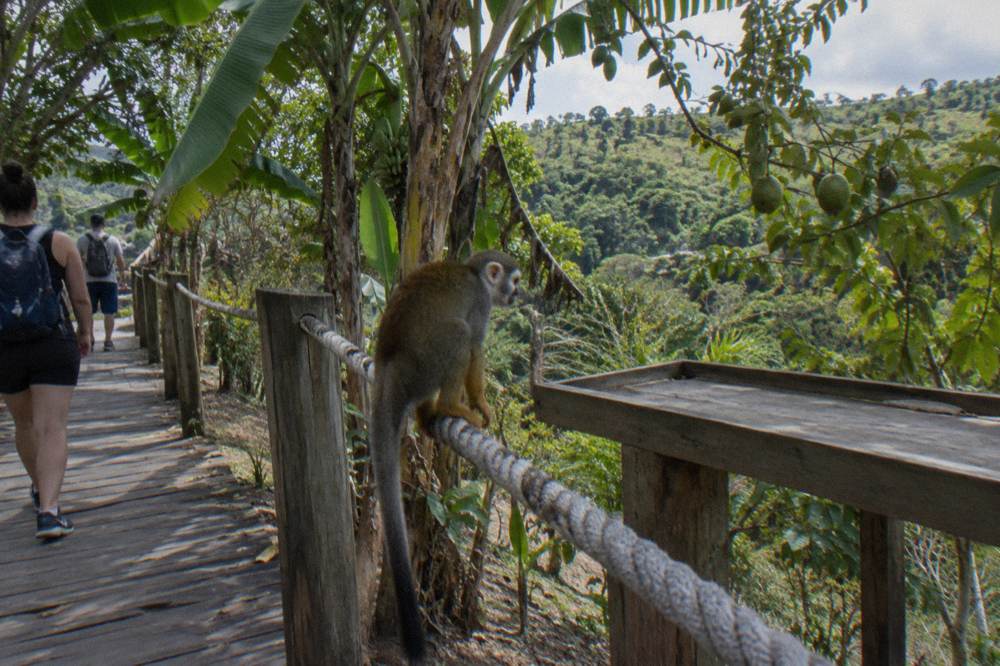 Squirrel monkey gripping a rope rail beside a wooden feeding platform under banana and guava trees.