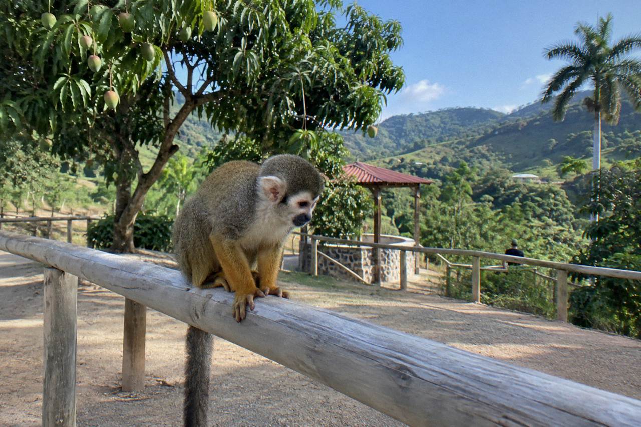 Squirrel monkey hunched on a pale wooden rail in a fenced hillside enclosure with mango trees behind.