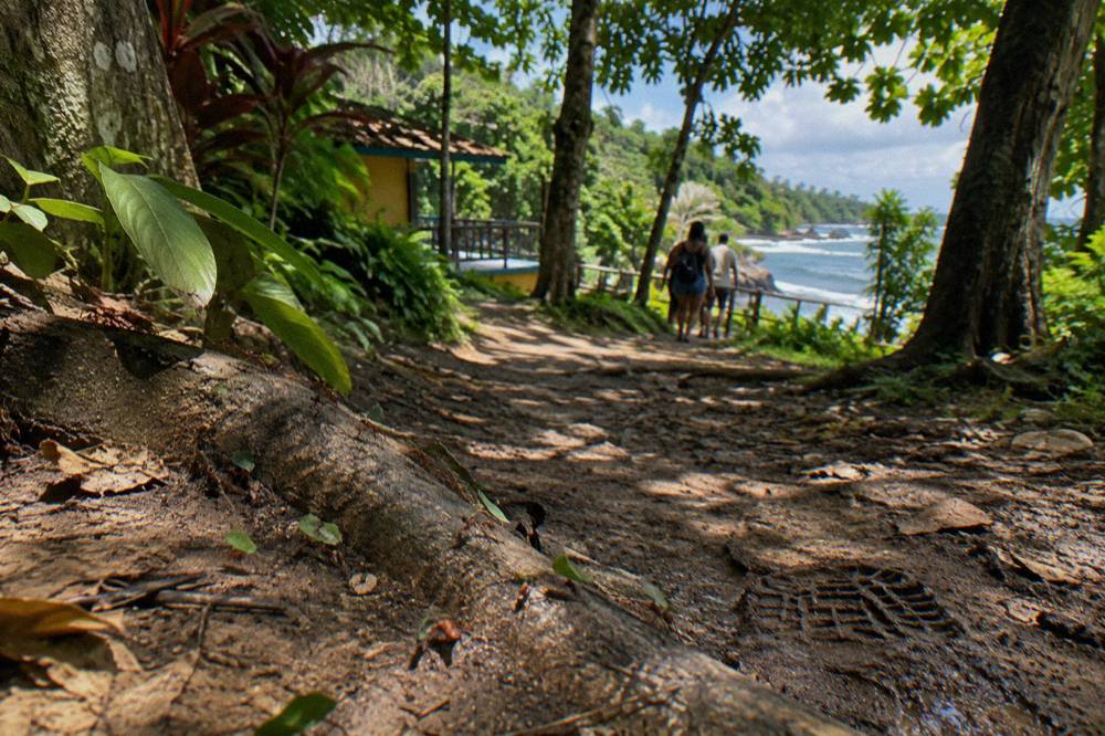 Dense green jungle foliage with sunlight filtering onto a narrow dirt trail
