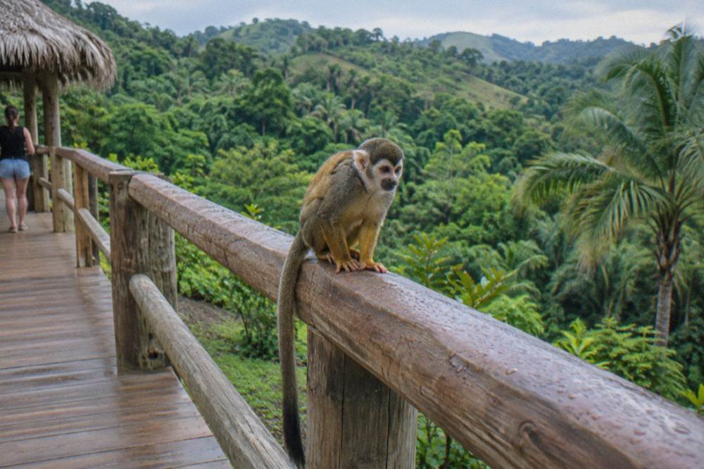 Squirrel monkey perched on a dew beaded wooden railing with dense green hills and canopy behind.
