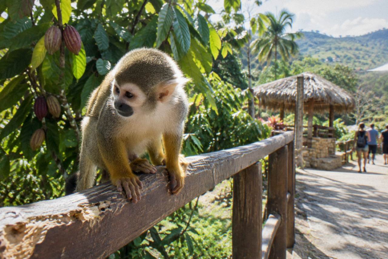 Guests seen from behind on a wooden platform watching monkeys move through trees in a tropical forest