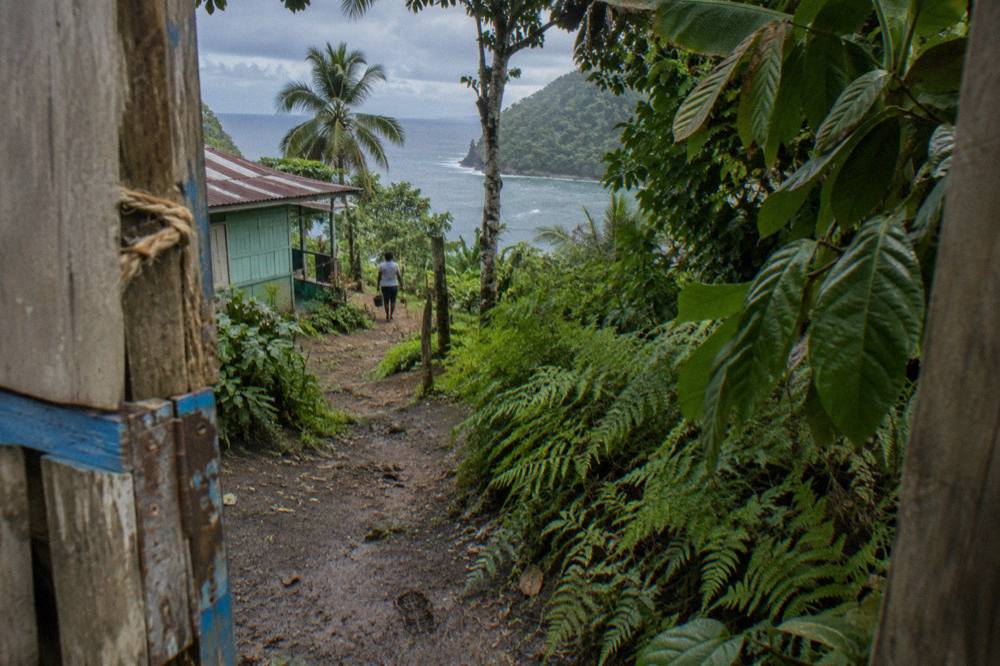 A shaded forest path with dense green foliage leading toward a wooden gate in the Dominican countryside