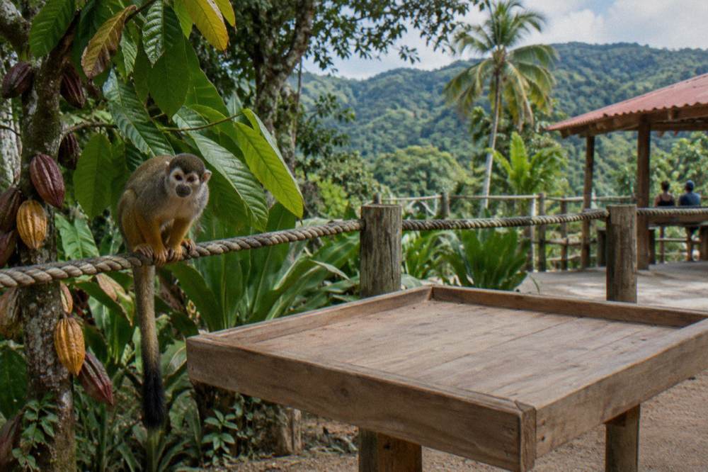 Squirrel monkey on a rope rail of a wooden feeding platform in a leafy forest enclosure