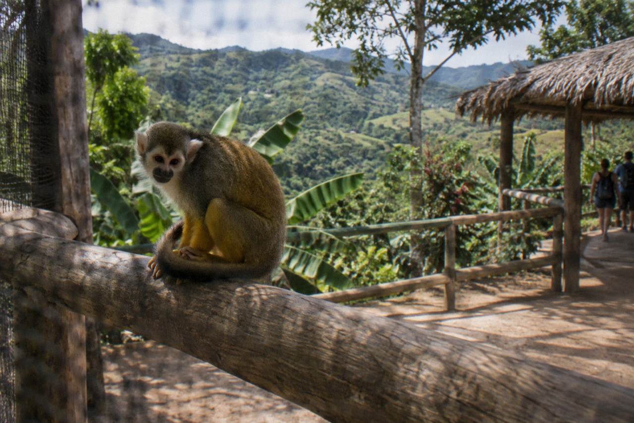 Squirrel monkey curled on a rough timber rail inside a leafy enclosure with green hills behind