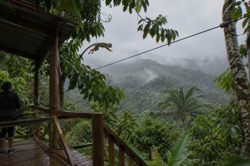 Squirrel monkey leaping between branches beside a zipline cable in rain heavy forest canopy