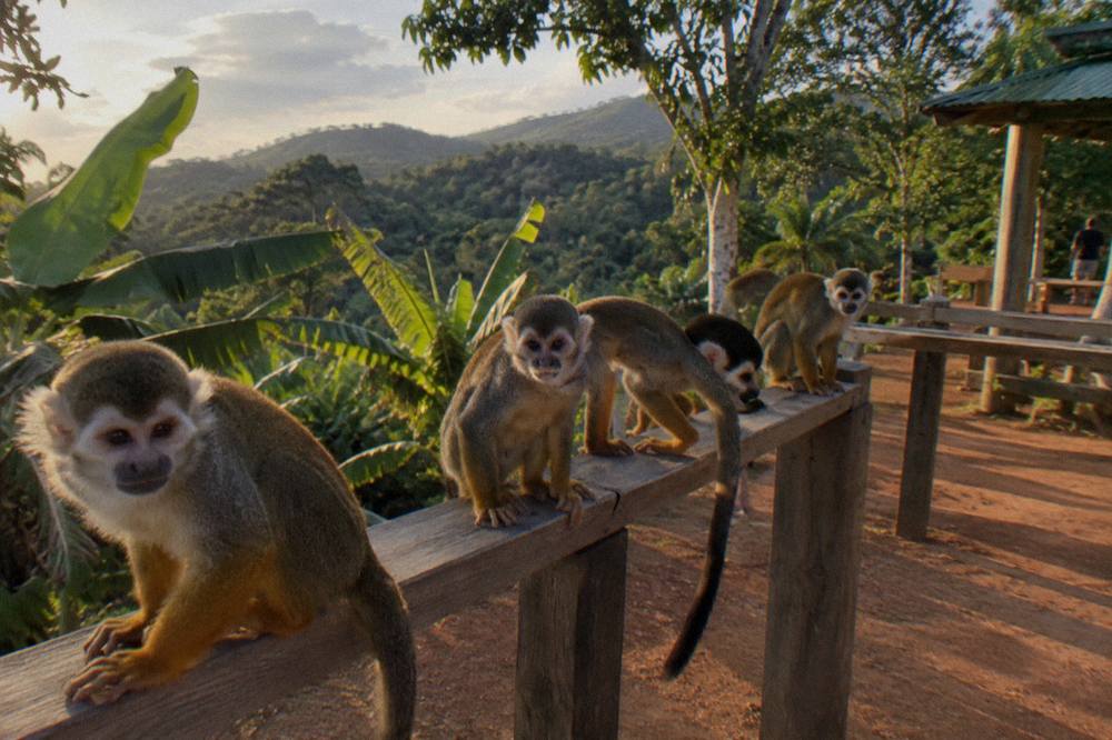 Squirrel monkeys crowding the rail of a timber feeding platform on swept red earth in forest
