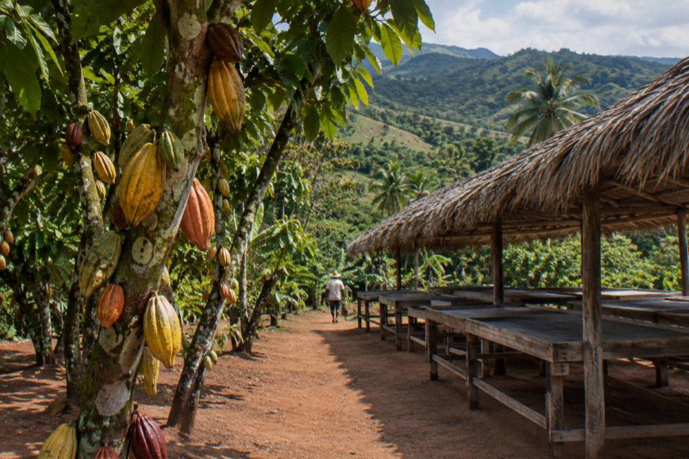 Sunlit cacao pods hang over a red dirt path with drying racks under a thatch shelter and green hills.