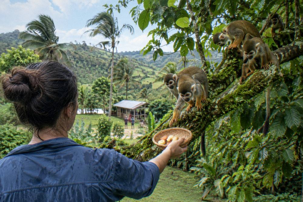 Squirrel monkeys leaping between branches in green foliage