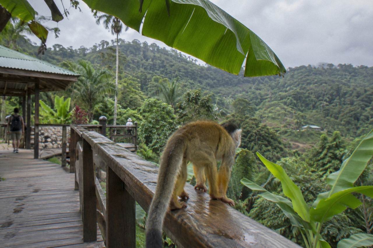 Tropical hillside with lush palm trees and wooden walkways at a jungle sanctuary in the Dominican Republic