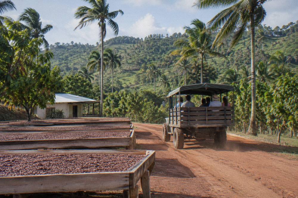 Safari truck rolling down a red dirt track between cacao drying racks and tall palms, dust rising.