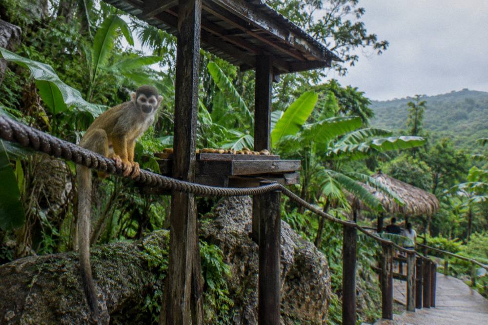 Squirrel monkey gripping a wet rope rail by a wooden feeding platform in rainy dense forest.