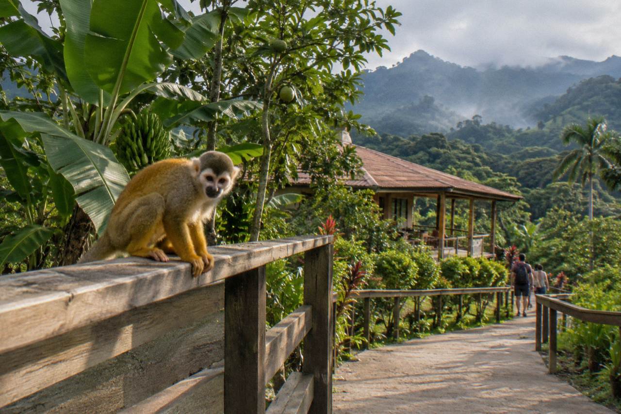 Squirrel monkey crouched on a wooden railing with banana and guava trees and misty green hills behind.