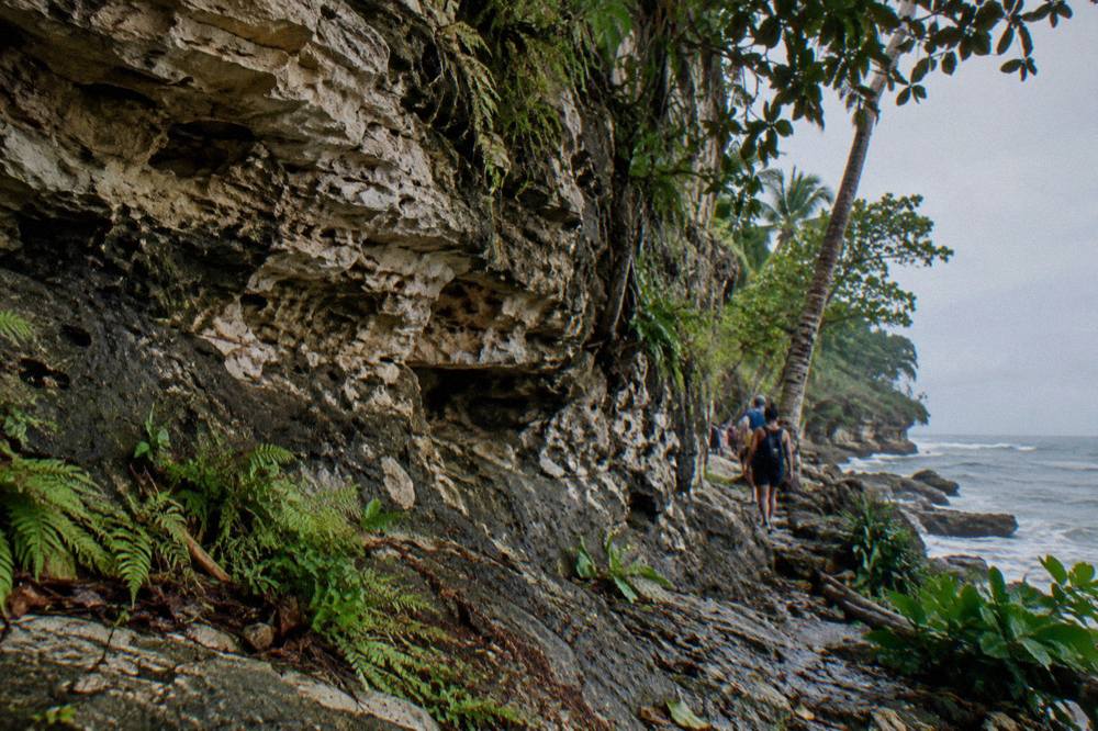 Fossil-bearing limestone rock face in a green Dominican forest