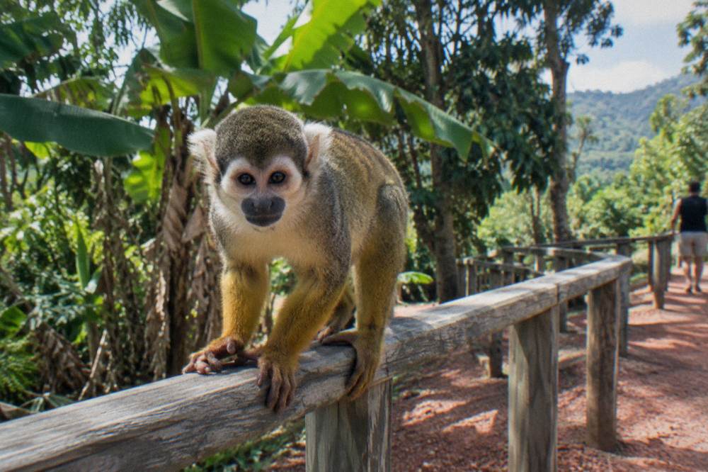 Squirrel monkey leaning over a weathered wooden rail in a forest park with banana trees behind.