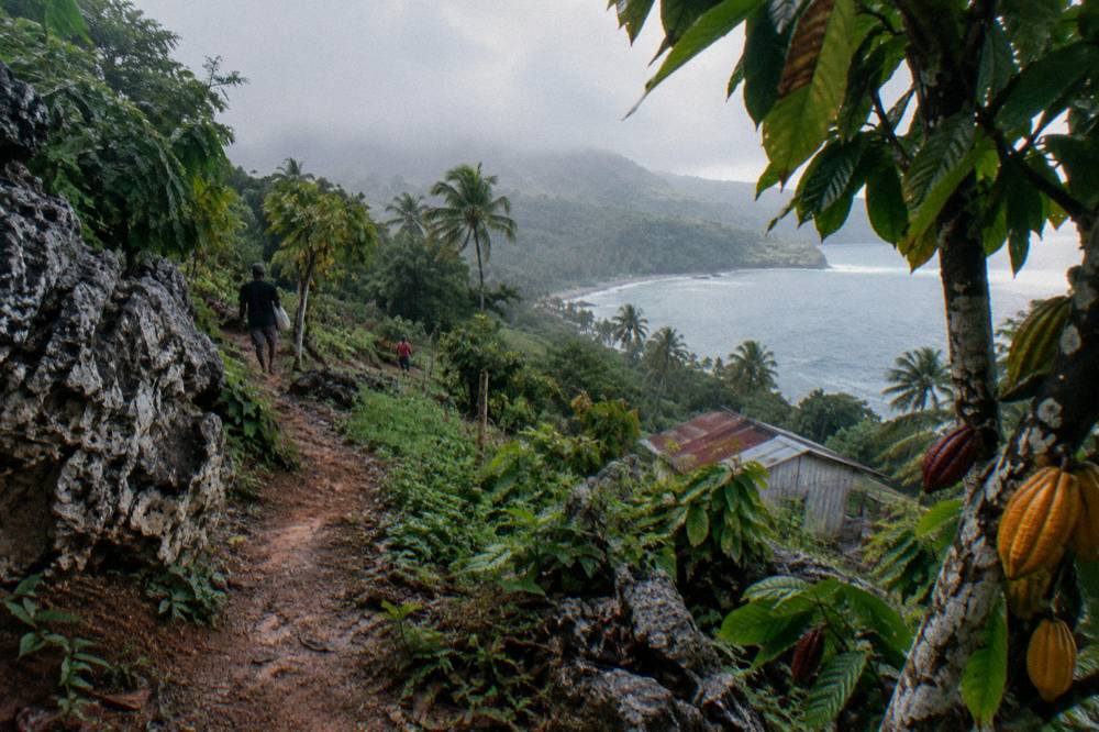 Tropical forest trail winding through limestone hills