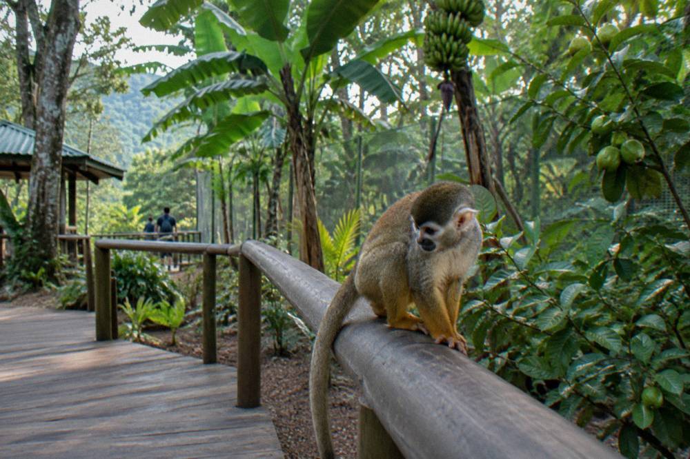 Squirrel monkey on a wooden rail in a green park enclosure with banana and guava trees behind mesh