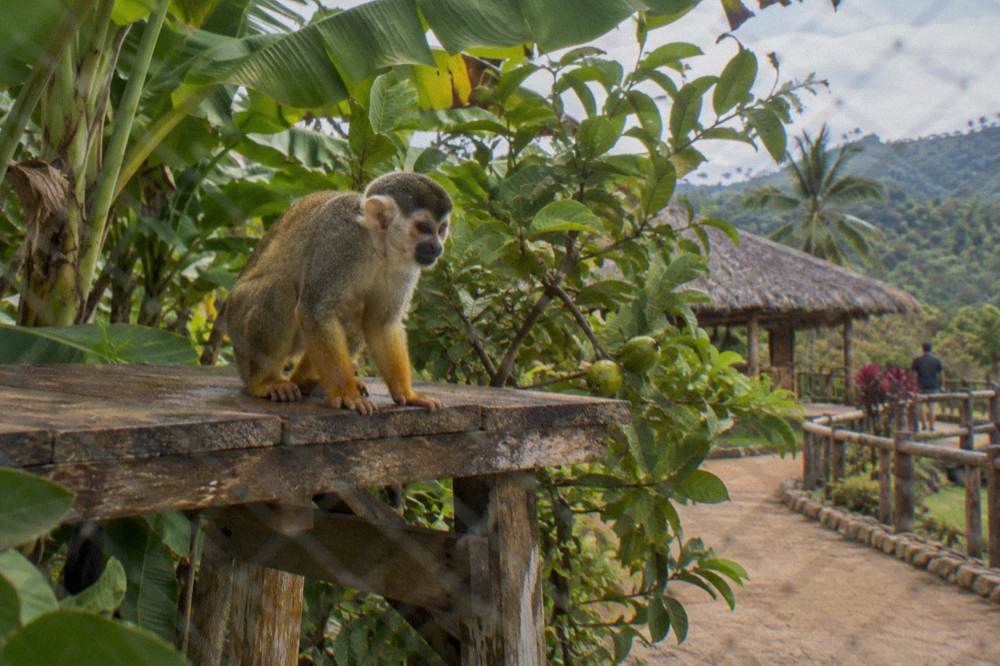 A squirrel monkey perched on a bare wooden feeding platform with banana and guava foliage close around