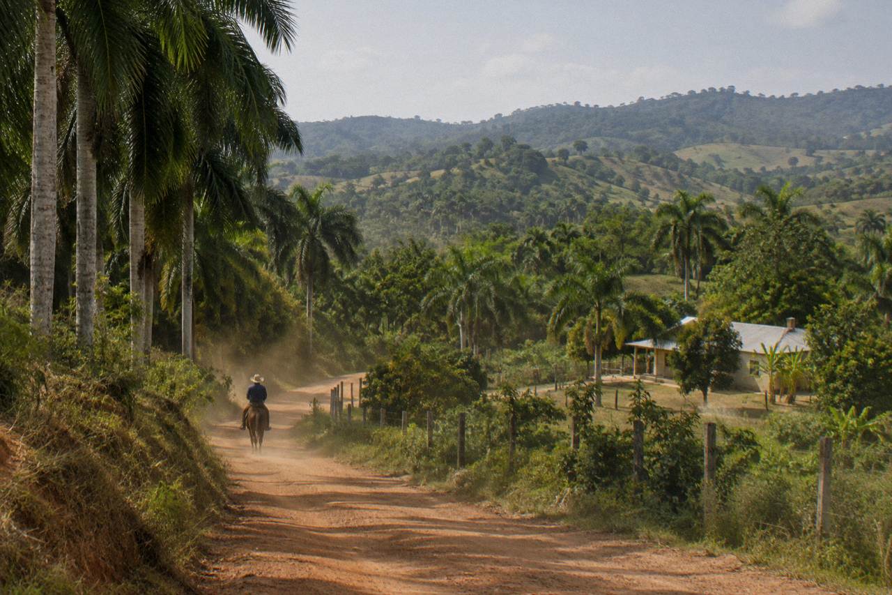 Winding red dirt track between royal palm groves, green hills beyond, red dust hanging in the air