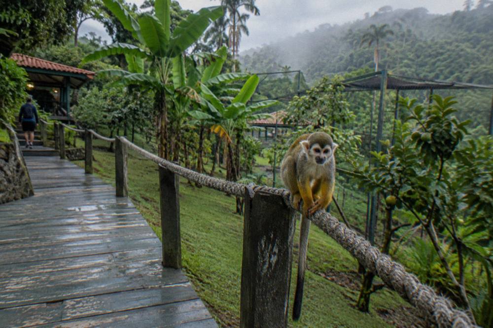 Squirrel monkey perched on the rope rail of a wooden walkway in a misty fenced hillside enclosure